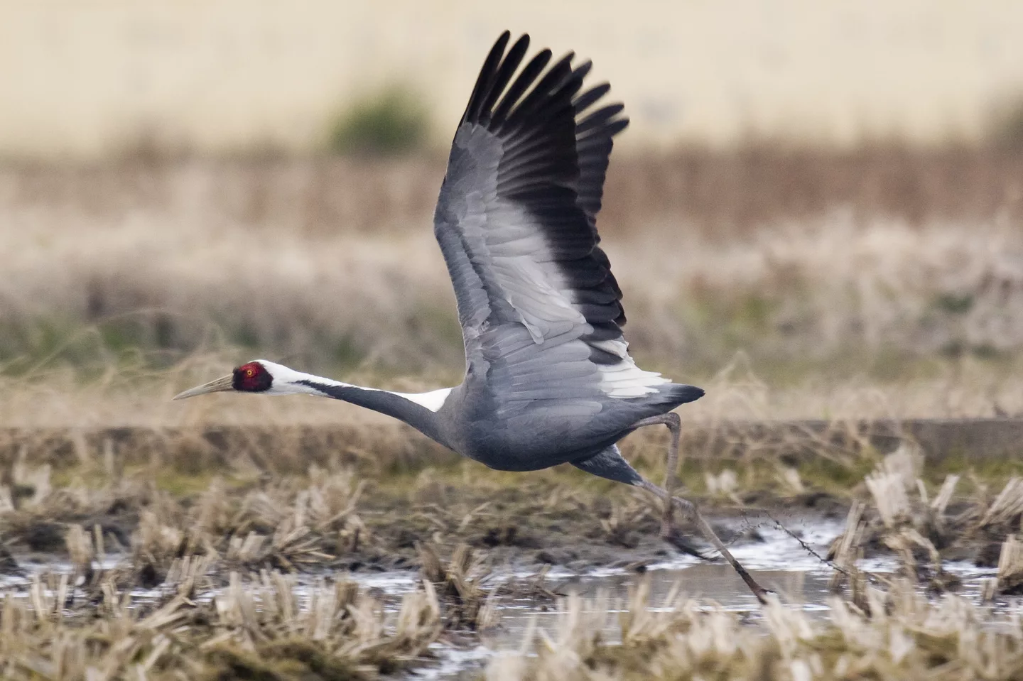 Grus vipio (White-naped Crane) at Saijo,Ehime.jpg