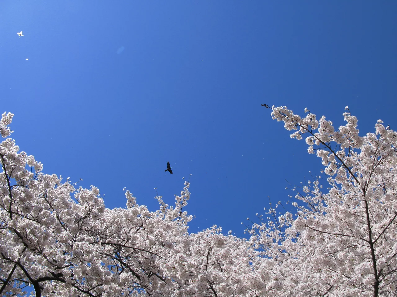 Cherry blossoms - Sakura - 桜 - Flickr - TANAKA Juuyoh (田中十洋).jpg