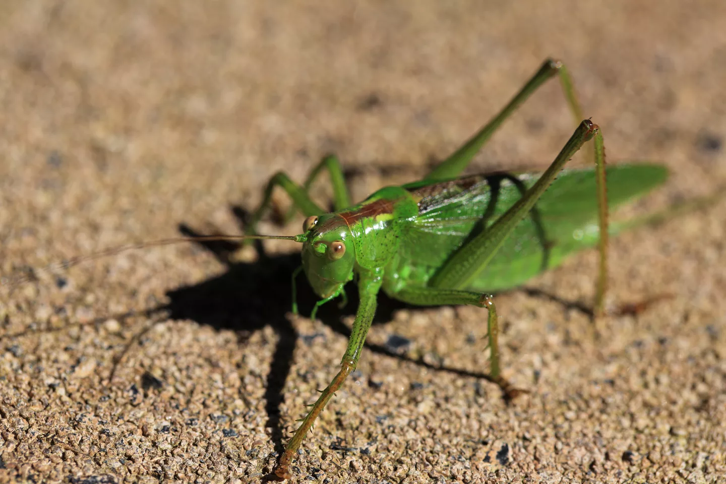 Bush-cricket - Tettigonia orientalis - 藪螽斯(ヤブキリ) (6356275993).jpg