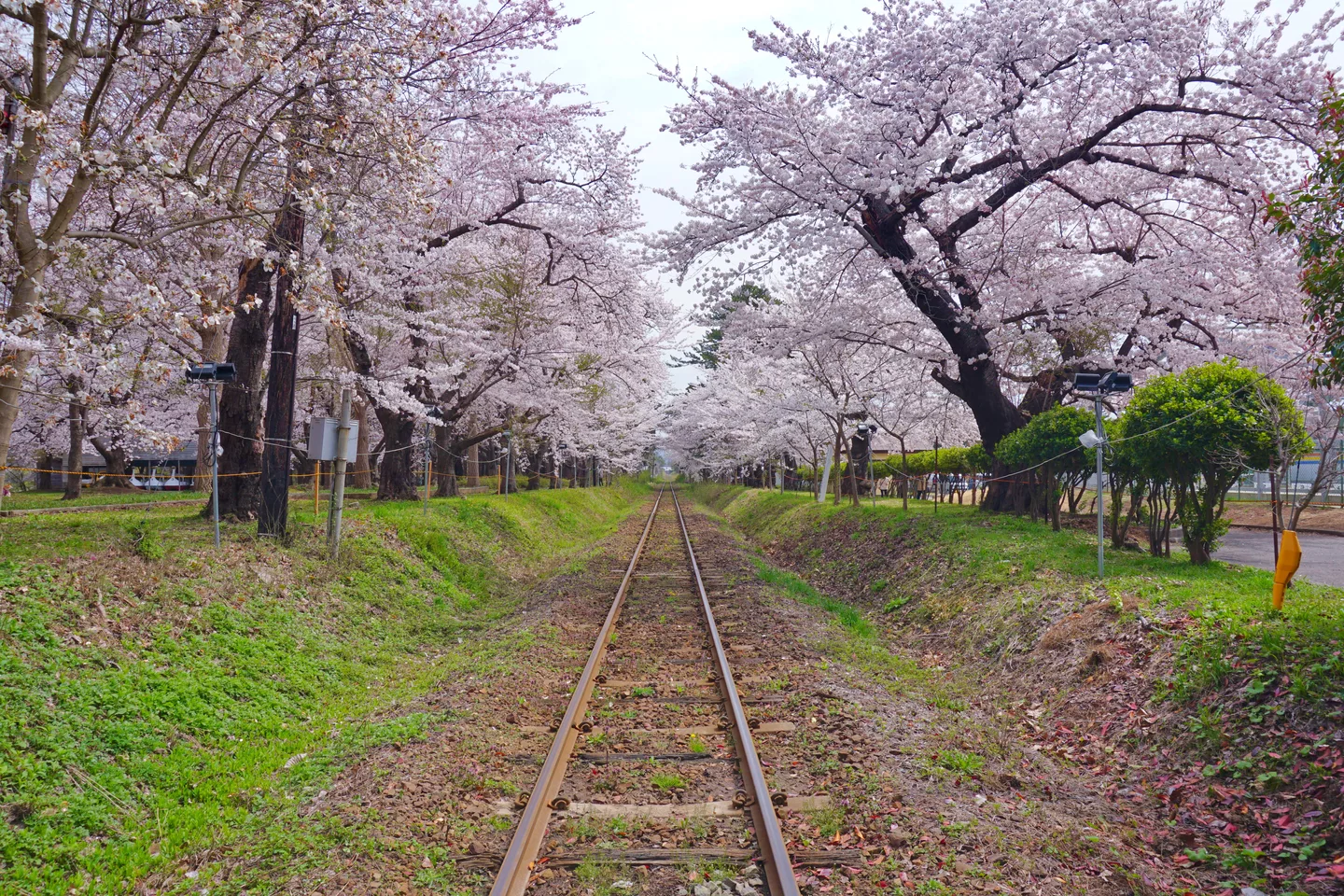 Rail tracks and cherry trees in Ashino Park.jpg