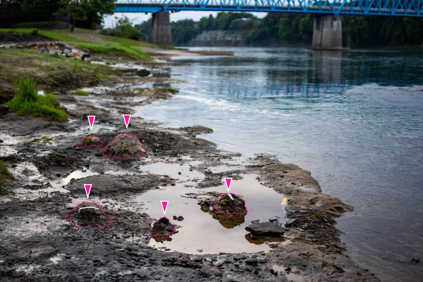 Wataria stumps at Kiso River2.png