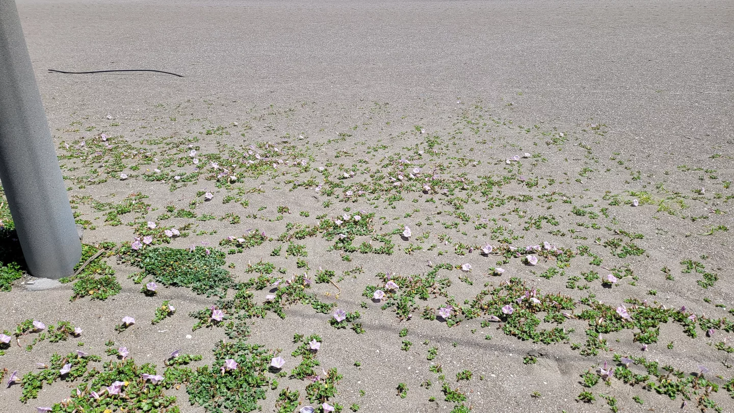 250429 Miura Beach 29.jpg