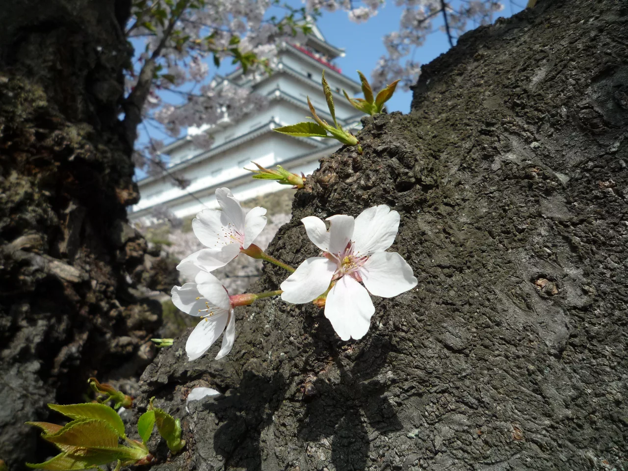 1 Ōtemachi, Aizuwakamatsu-shi, Fukushima-ken 965-0873, Japan - panoramio (9).jpg