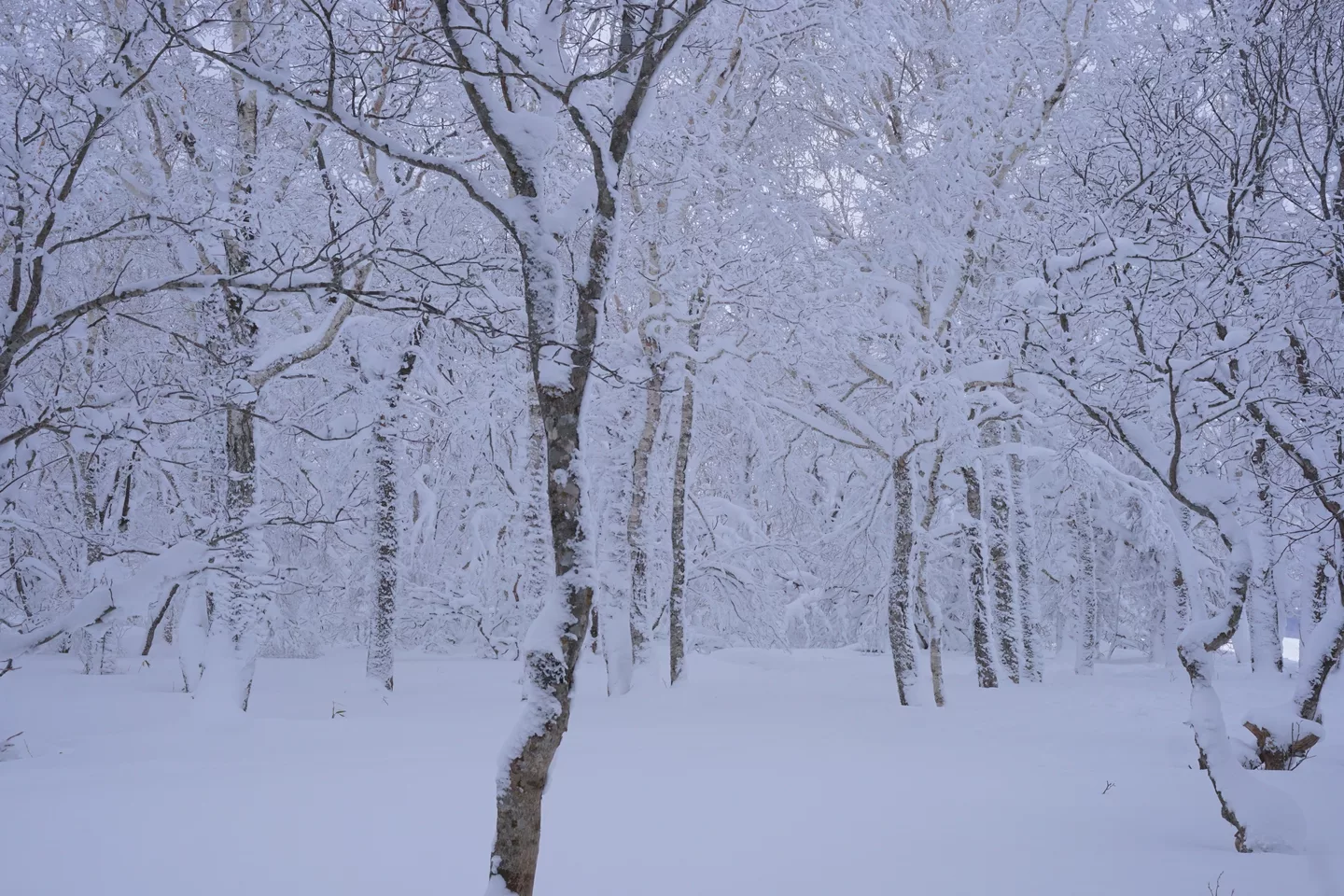 Snow forest in Hakodate Nanae Snowpark.jpg