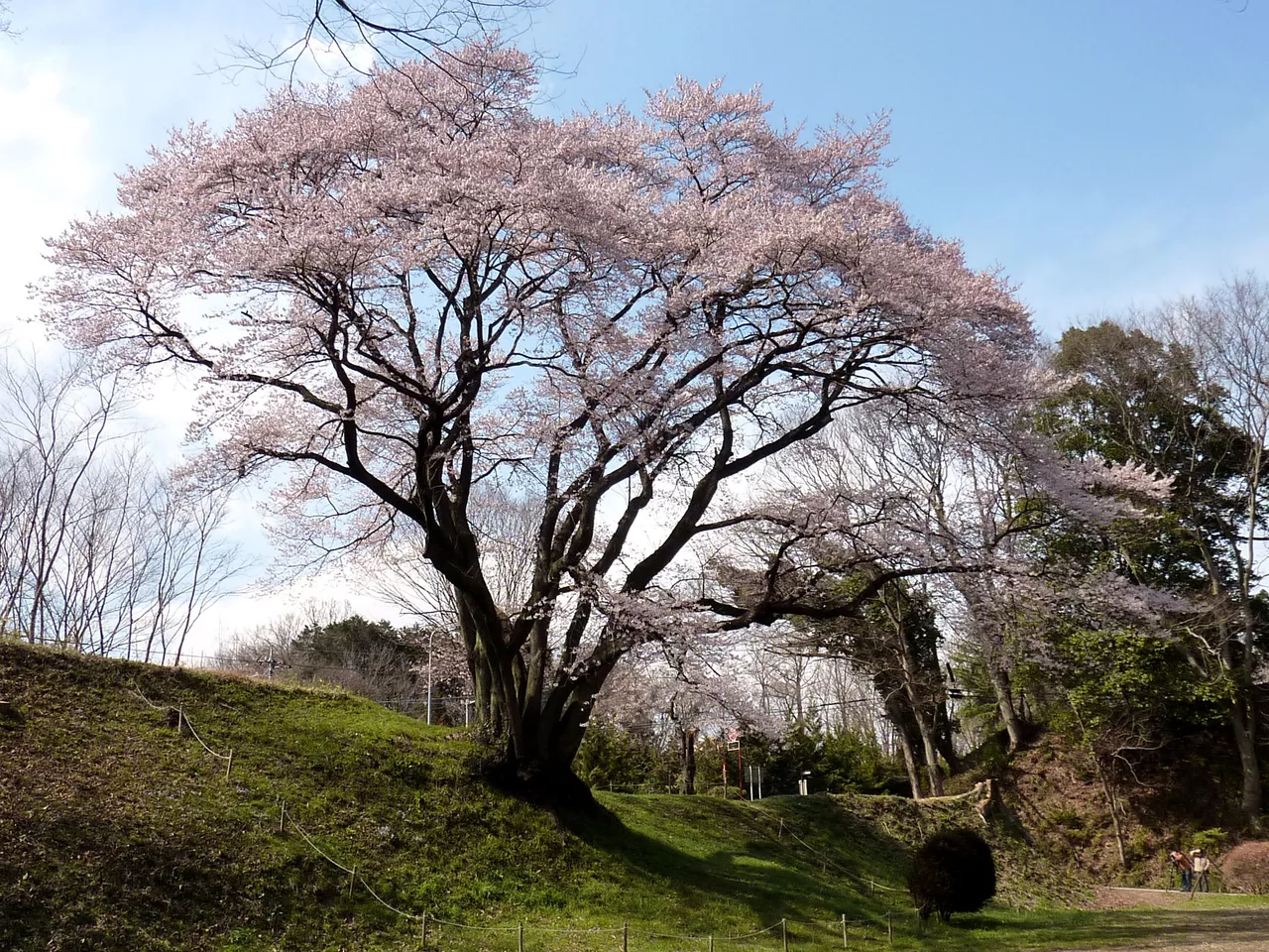 Hachigatajo-Edohigan.JPG