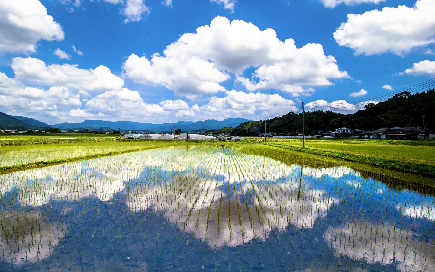 Kumamoto-Paddy fields-xl.jpg