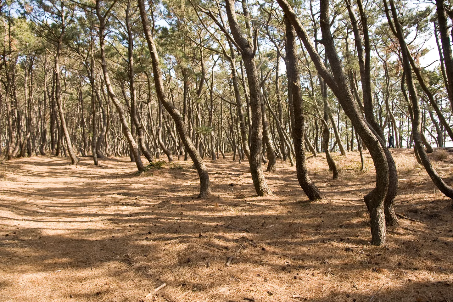 Miho no Matsubara 09.jpg