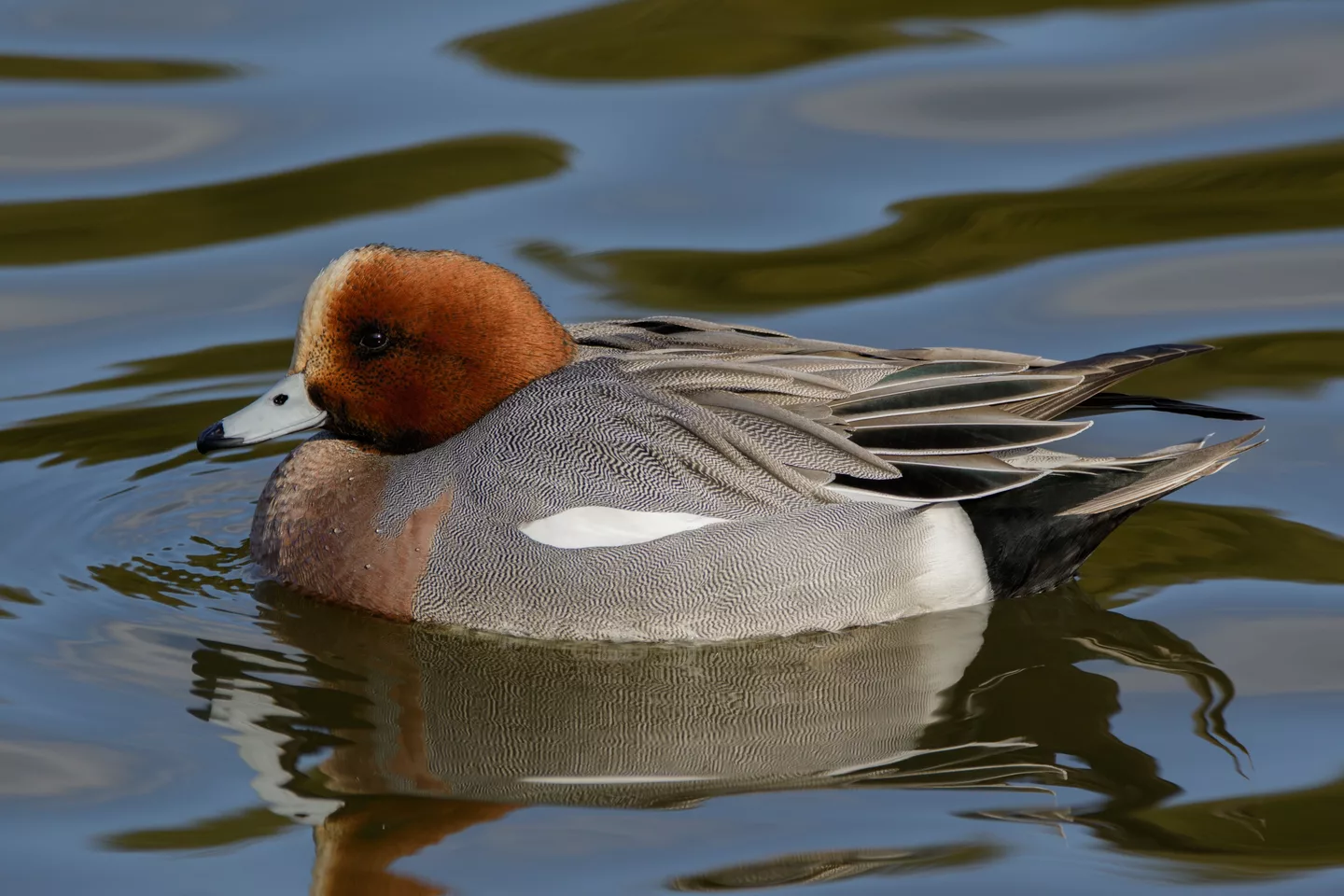 Eurasian wigeon in Sakai, Osaka, February 2016.jpg