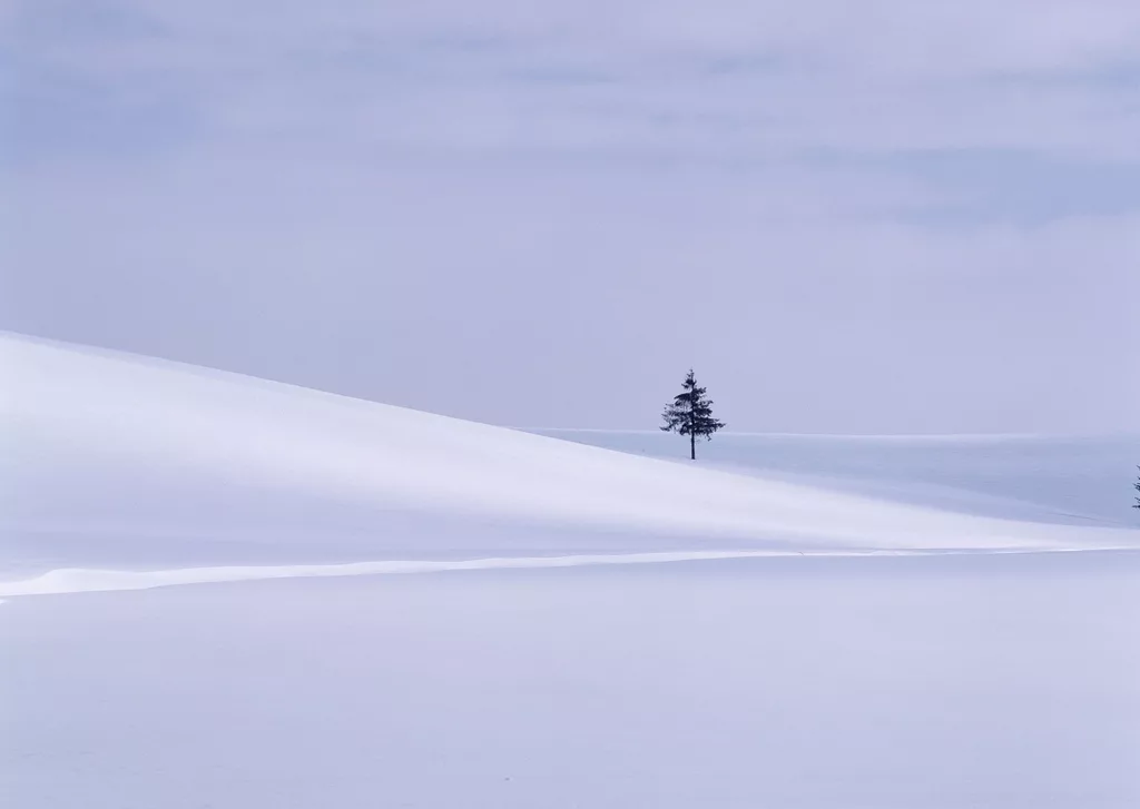 Snow Scene And Trees Hokkaido