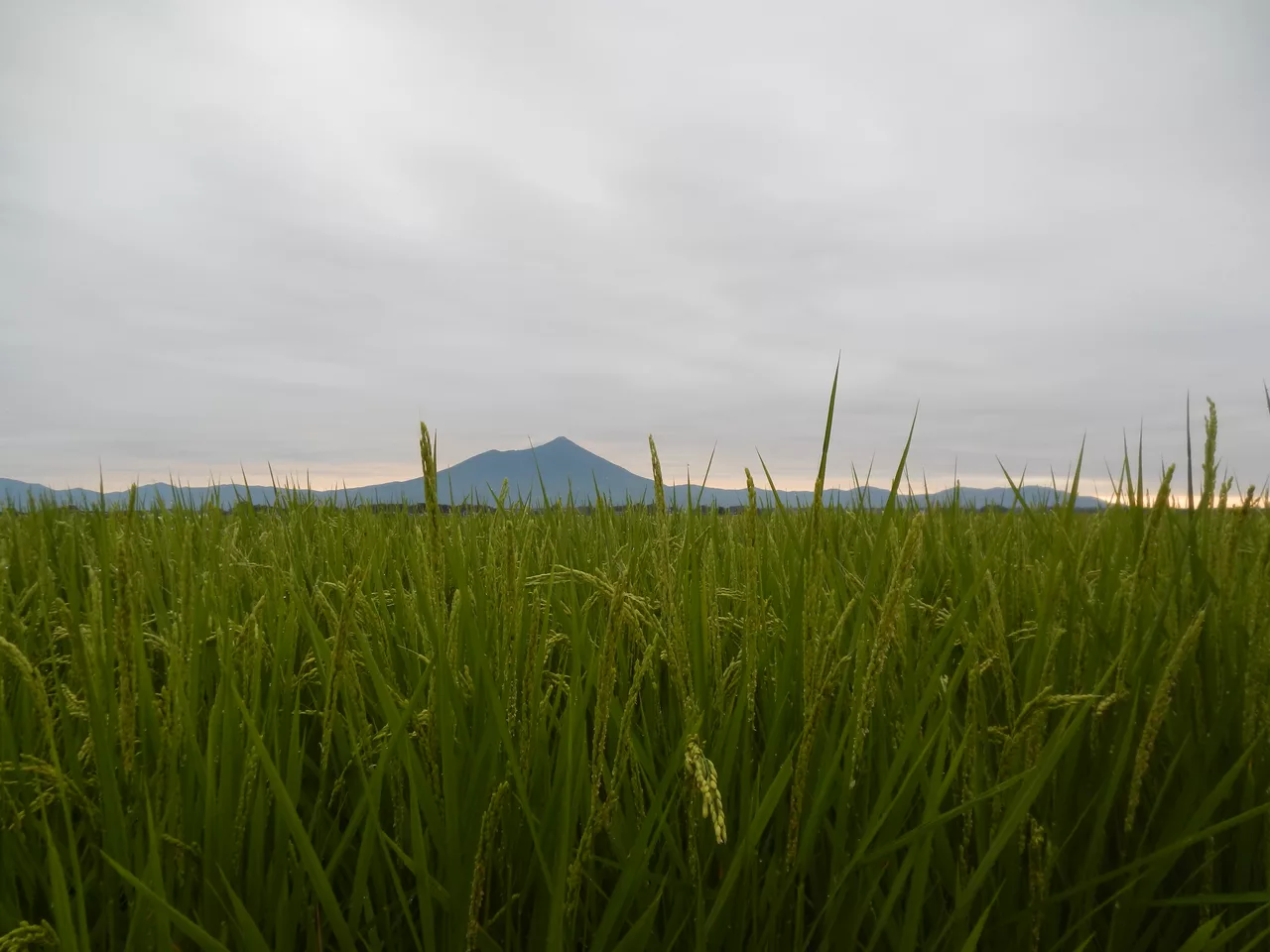 Shitamiya, Shimotsuma, Ibaraki Prefecture 304-0013, Japan - panoramio.jpg
