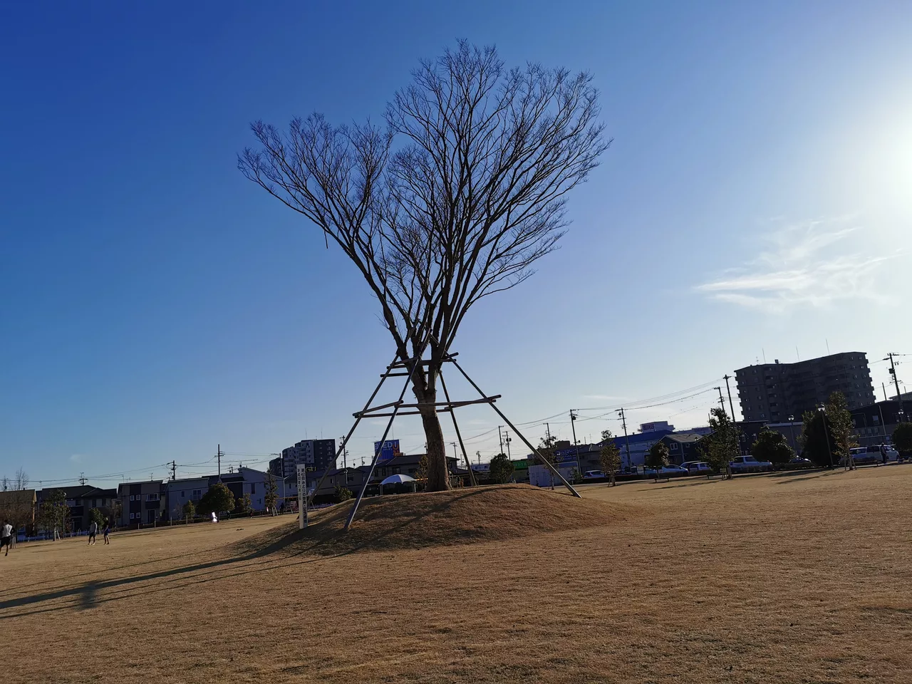 Symbolic tree of Ishizu Nishi Park.jpg