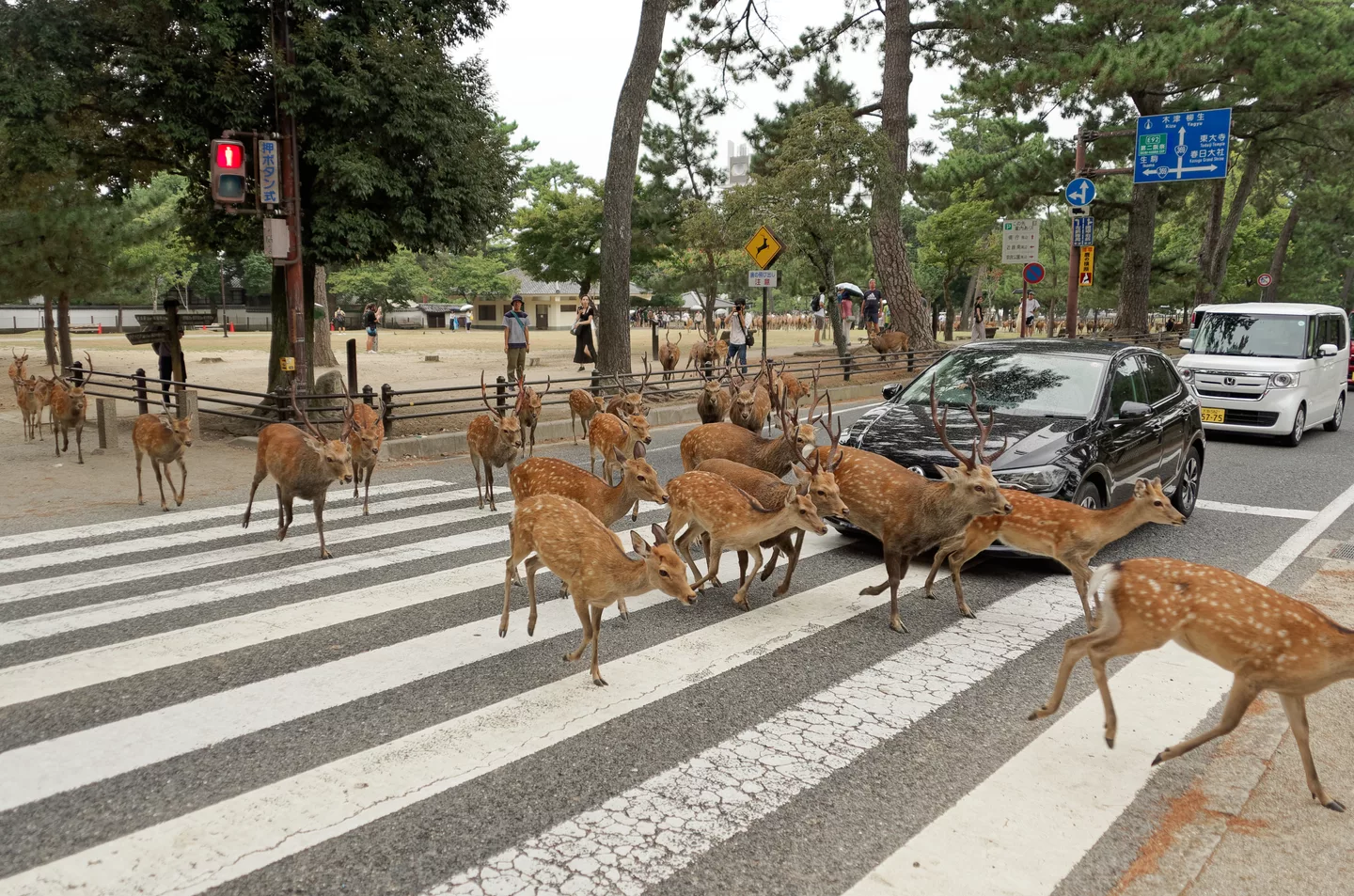 Sika Deer in Nara, Japan, 20240819 1537 4748