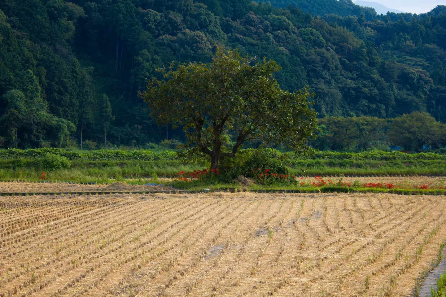 Yoshihisa, Toon City, Ehime Prefecture, Japan - panoramio.jpg
