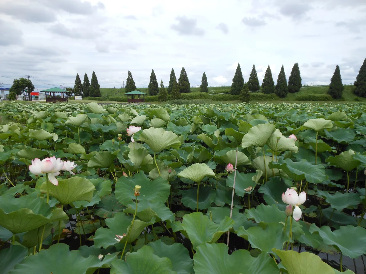 Lotus flowers and leaves at Chirikudoi Park.jpg