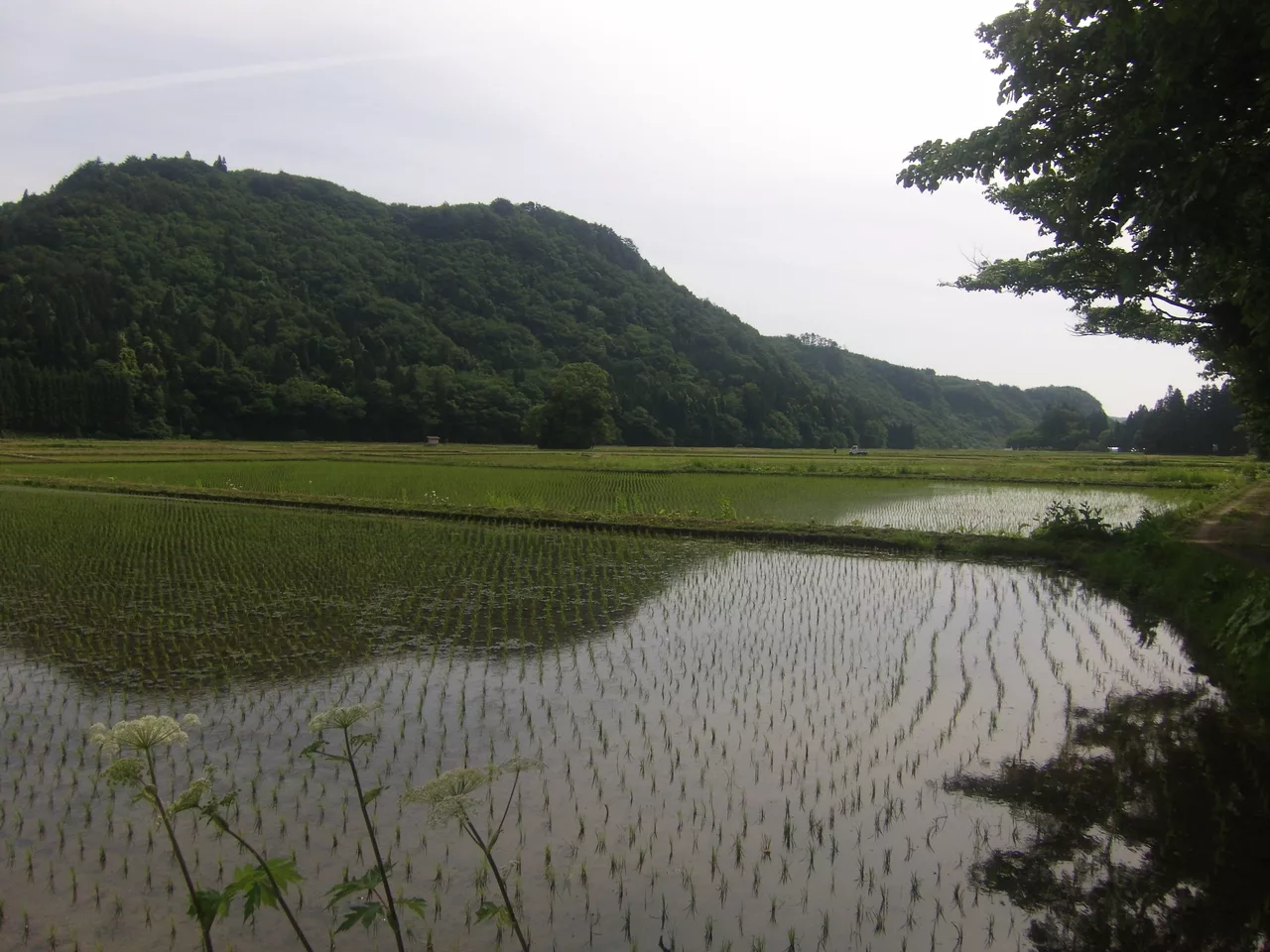 骨寺村荘園（一関本寺）1.jpg