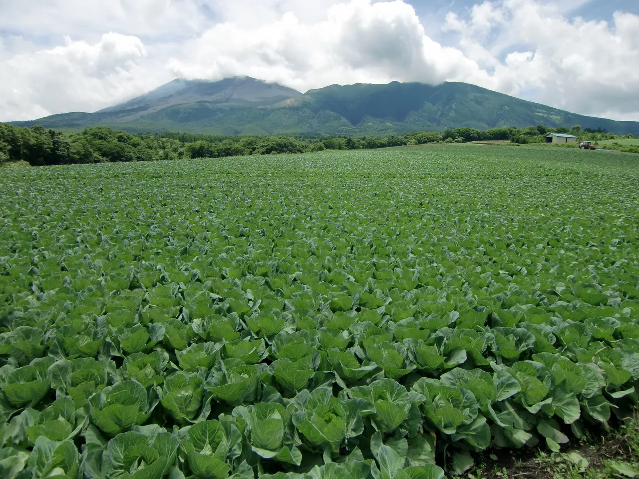 Tsumagoi Cabbage&amp;Asamayama.JPG