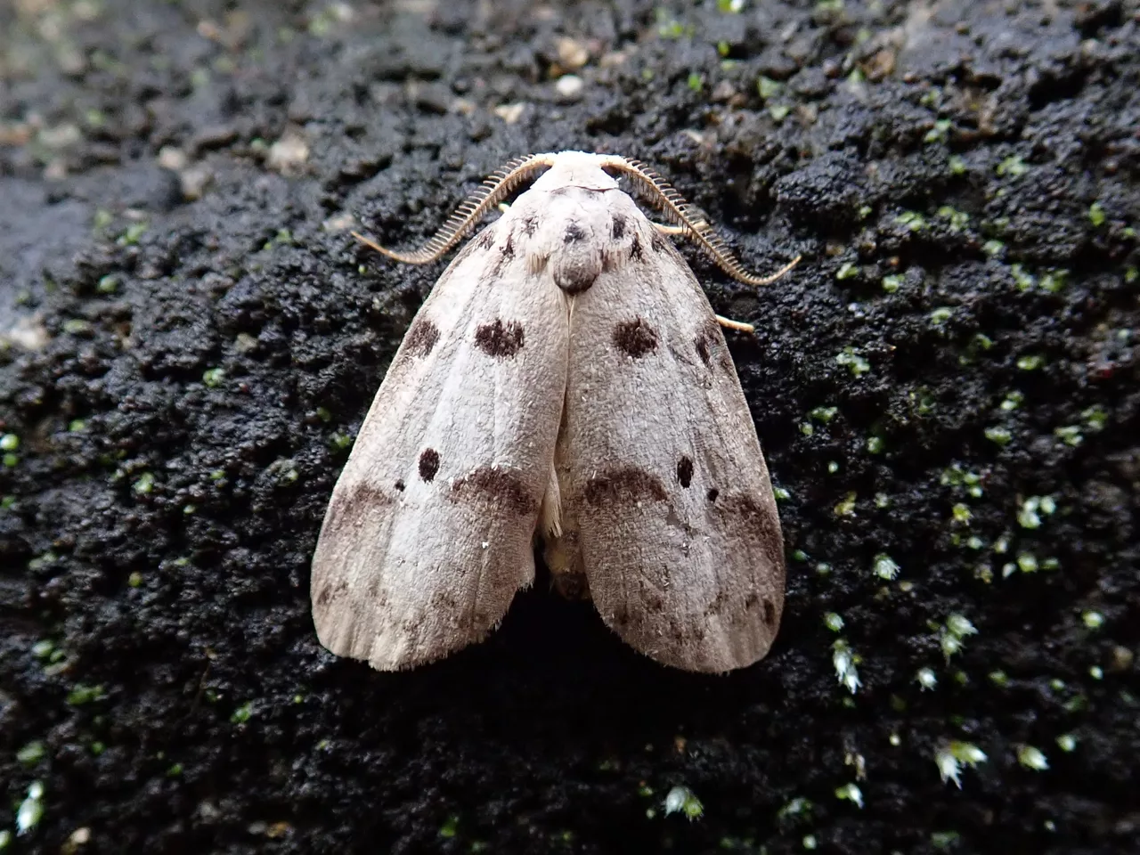 Eugoa grisea Butler, 1877 from Shinshiro, Aichi, Japan