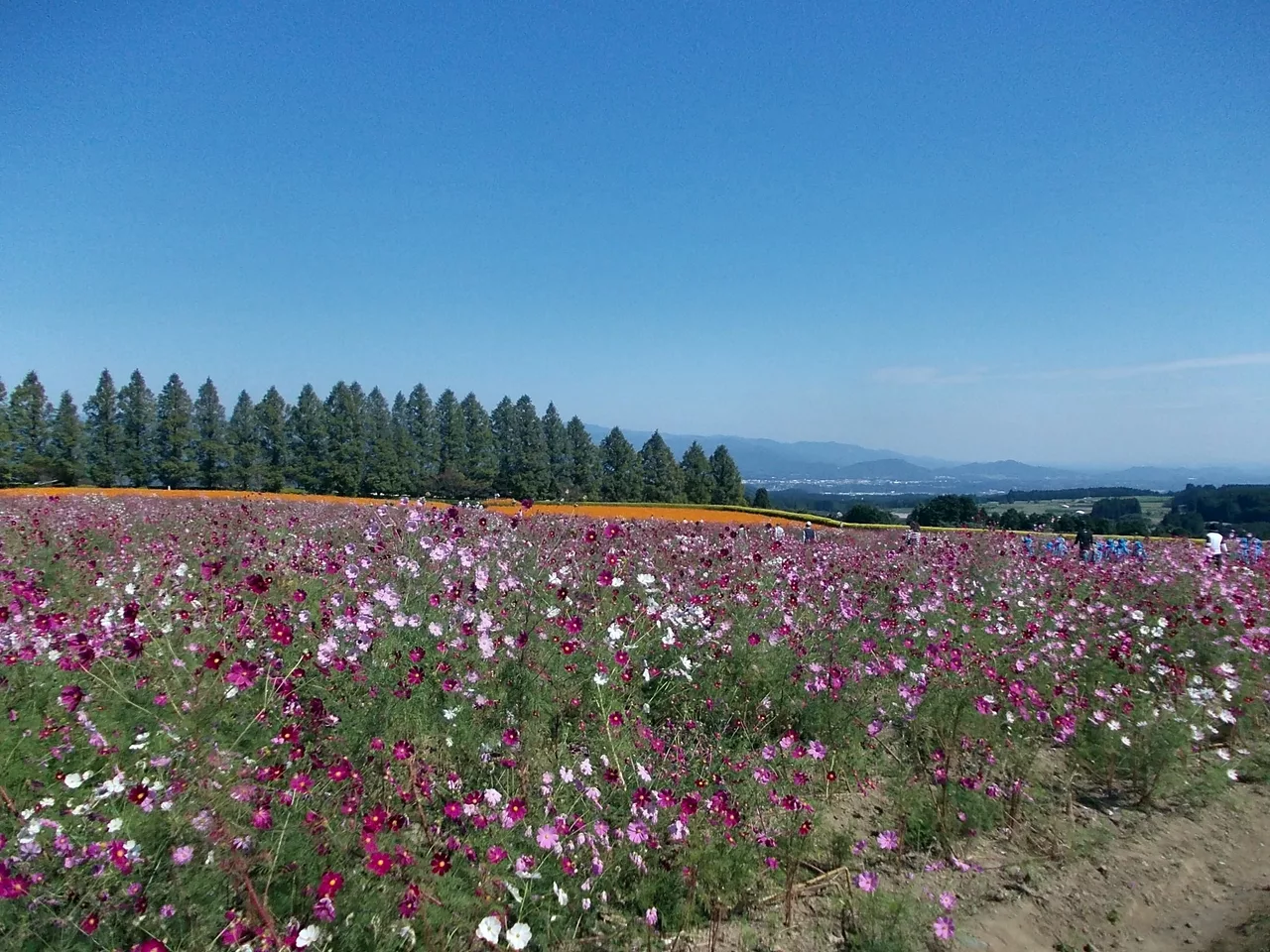Cosmos in Ikoma Plateau October 2012 02.jpg