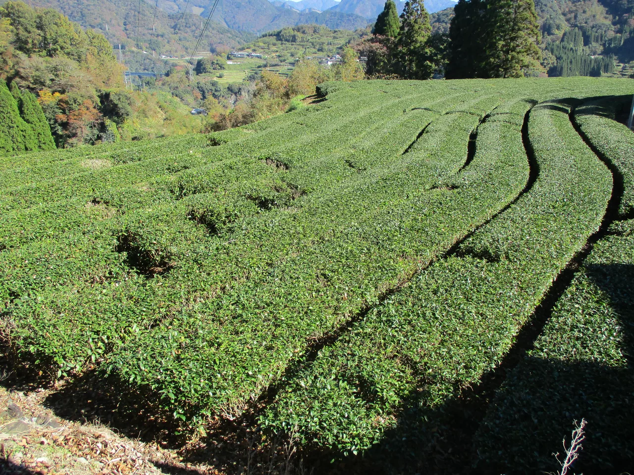 天空の茶畑 01.jpg