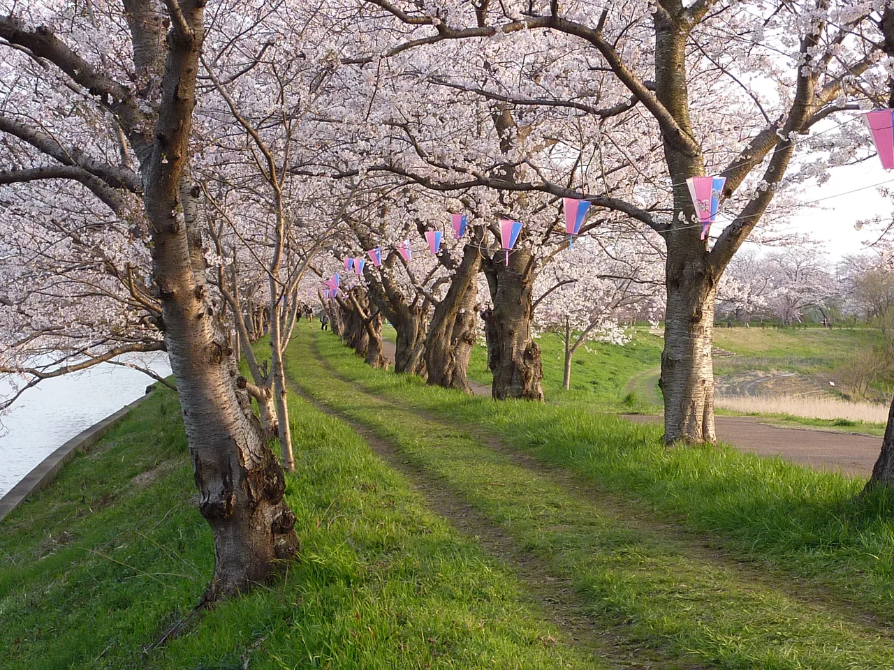 Fukuokadamsakurapark.jpg