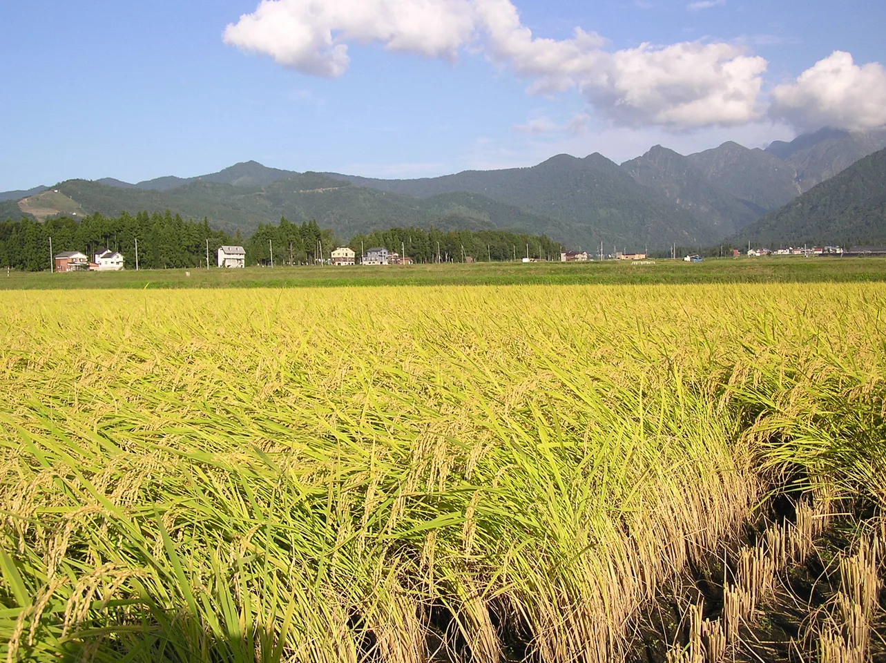 Minamiuonuma Paddy.jpg