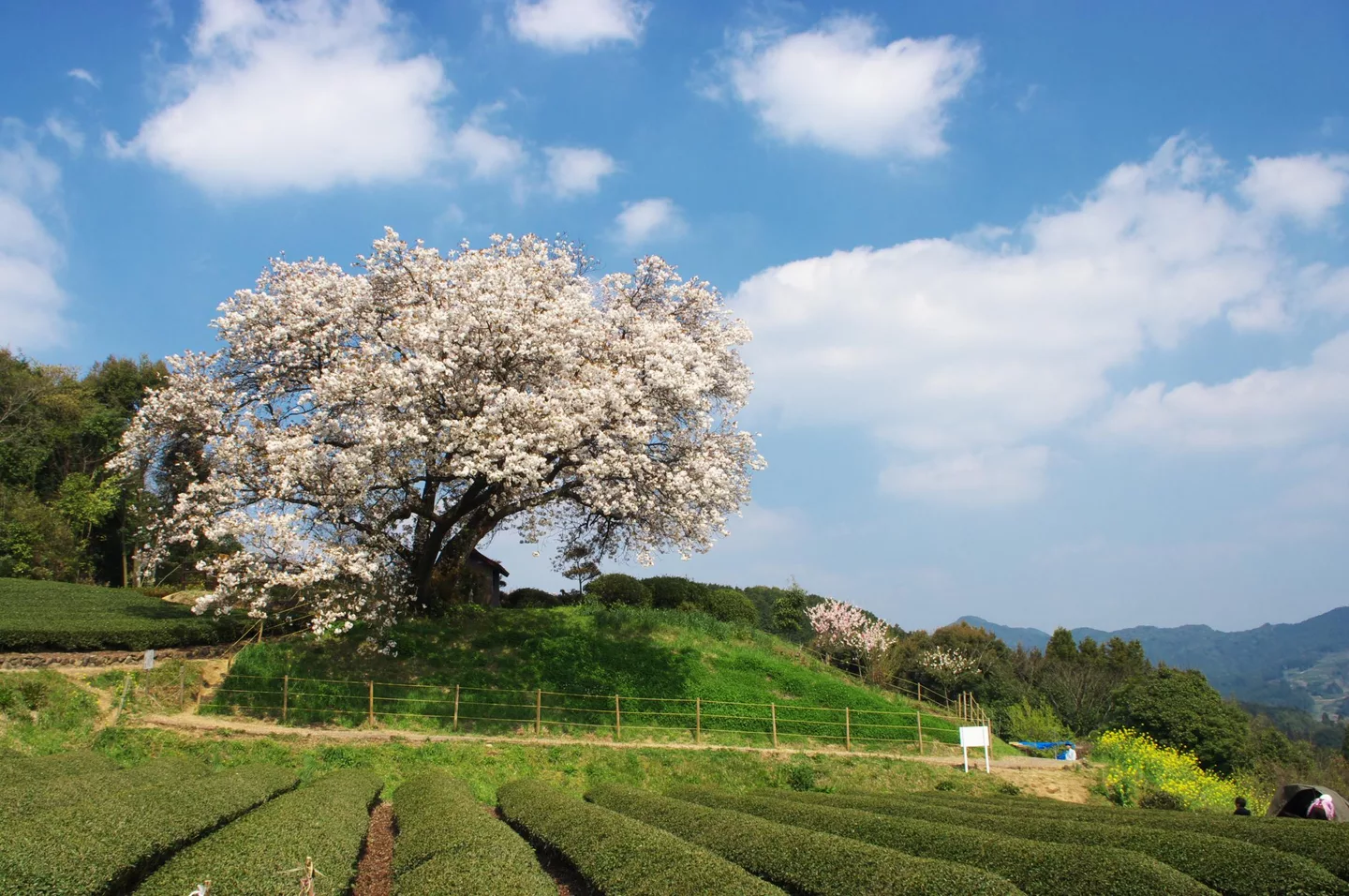 吉田の百年桜 - panoramio.jpg