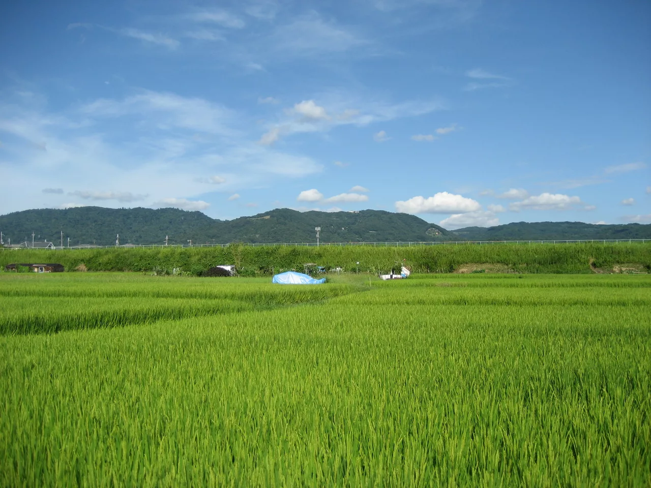 Yamatoji Rural Landscape - panoramio - Nagono (1).jpg