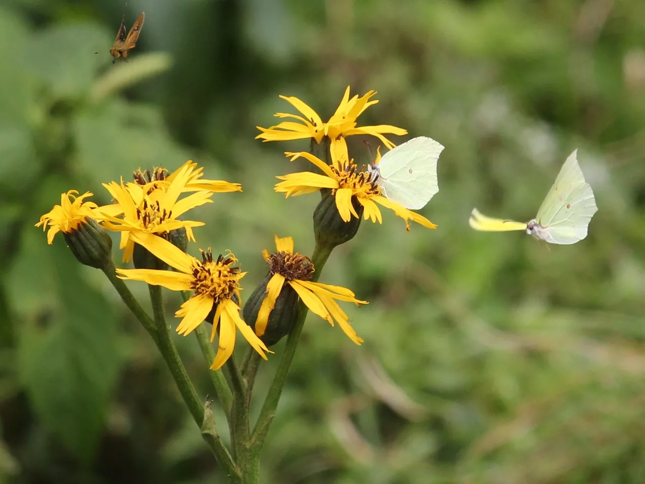 Gonepteryx aspasia (on Ligularia dentata s5).JPG