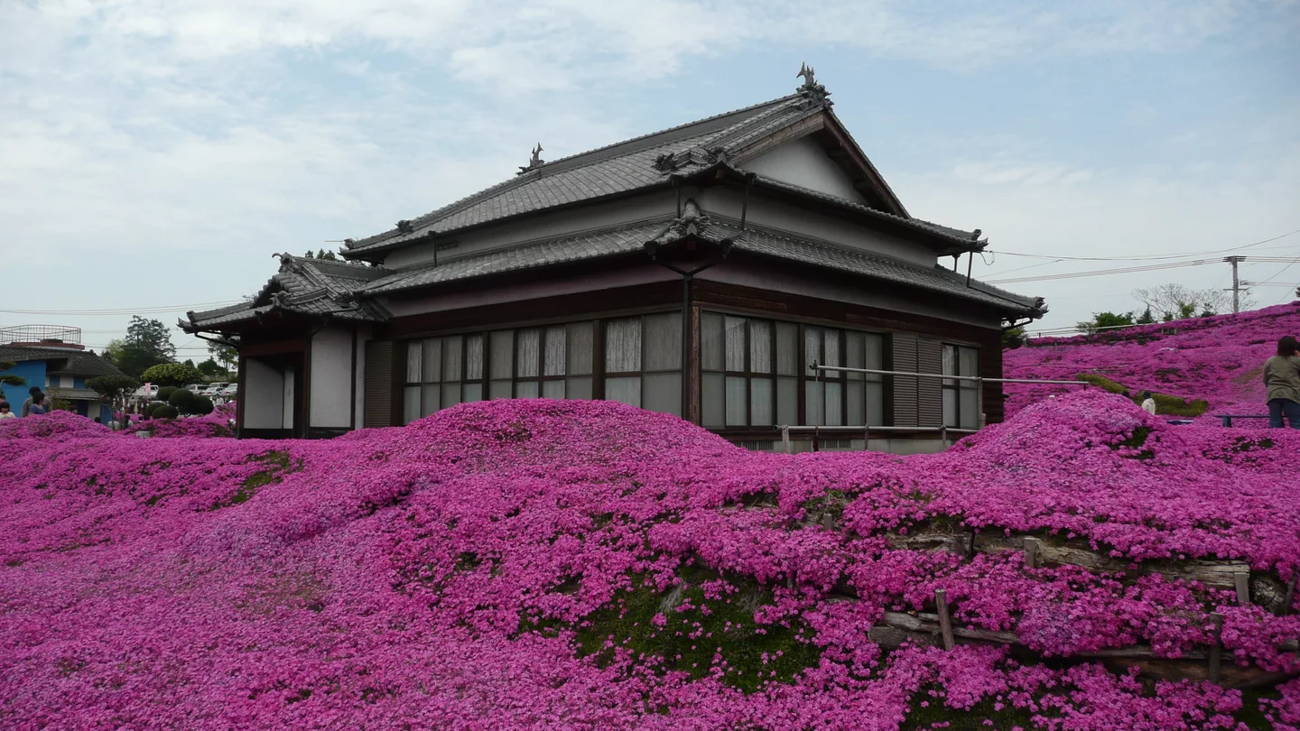 Phlox subulata in Shintomi Miyazaki Japan.jpg