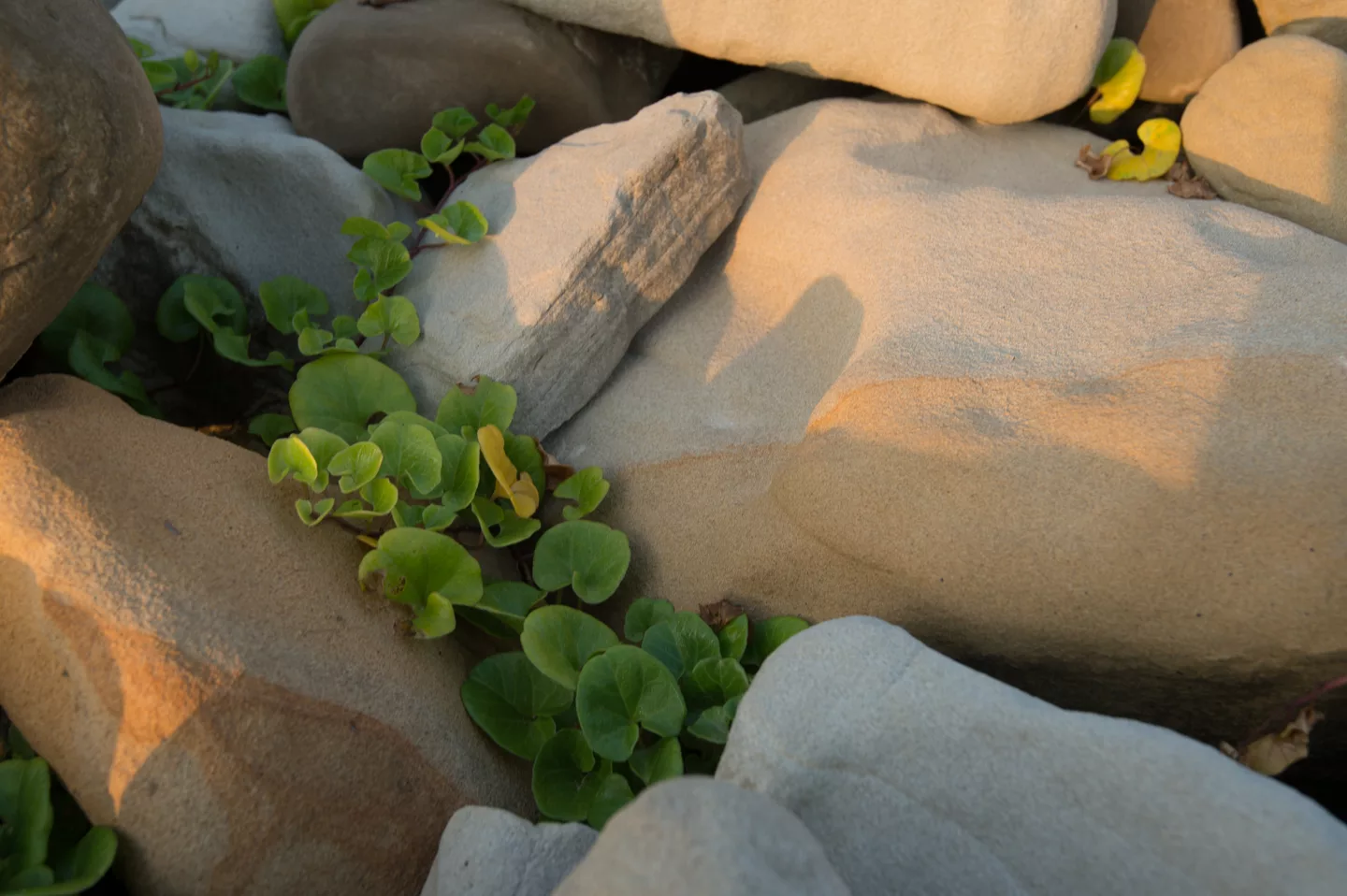 Stones and plants near Inubōsaki Lighthouse - Cape Inubō - Chōshi, Chiba - Japan - 9 June 2013.jpg