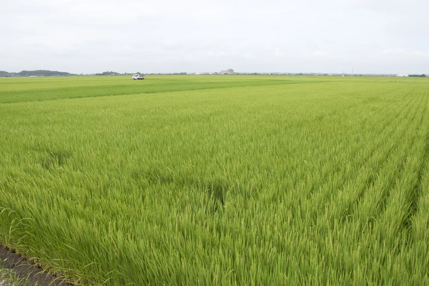 Paddy field in Inashiki, Ibaraki 08.jpg
