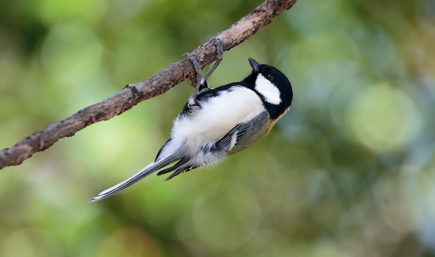 Japanese tit in Suita, Osaka, November 2016 - 609.jpg