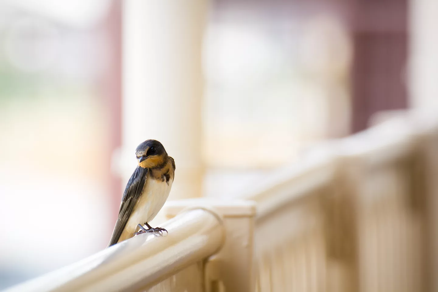 Swallow, in Matsudo, Chiba, Japan; July 2012.jpg