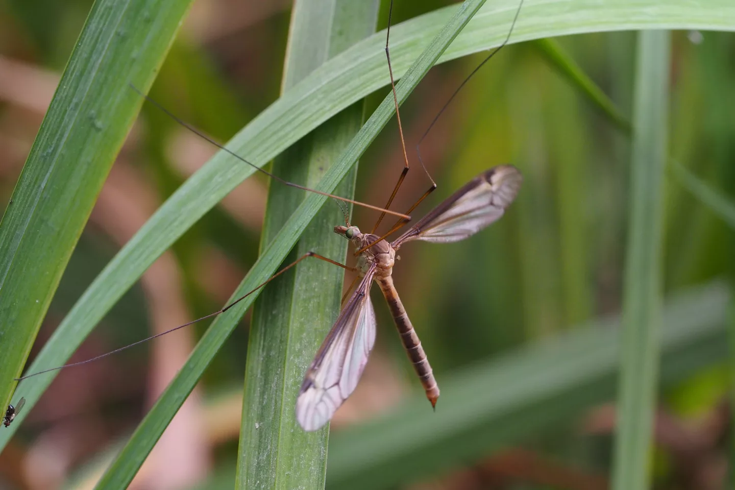 キリウジガガンボ(Tipula aino) (15249733959).jpg